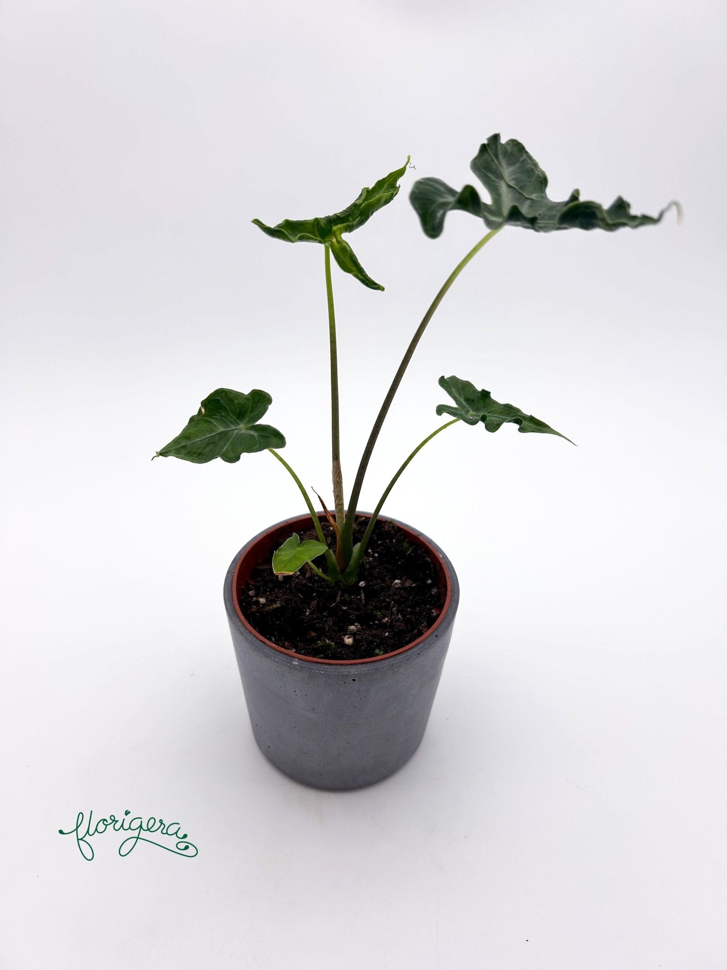 Alocasia Teletubbies - Florigera