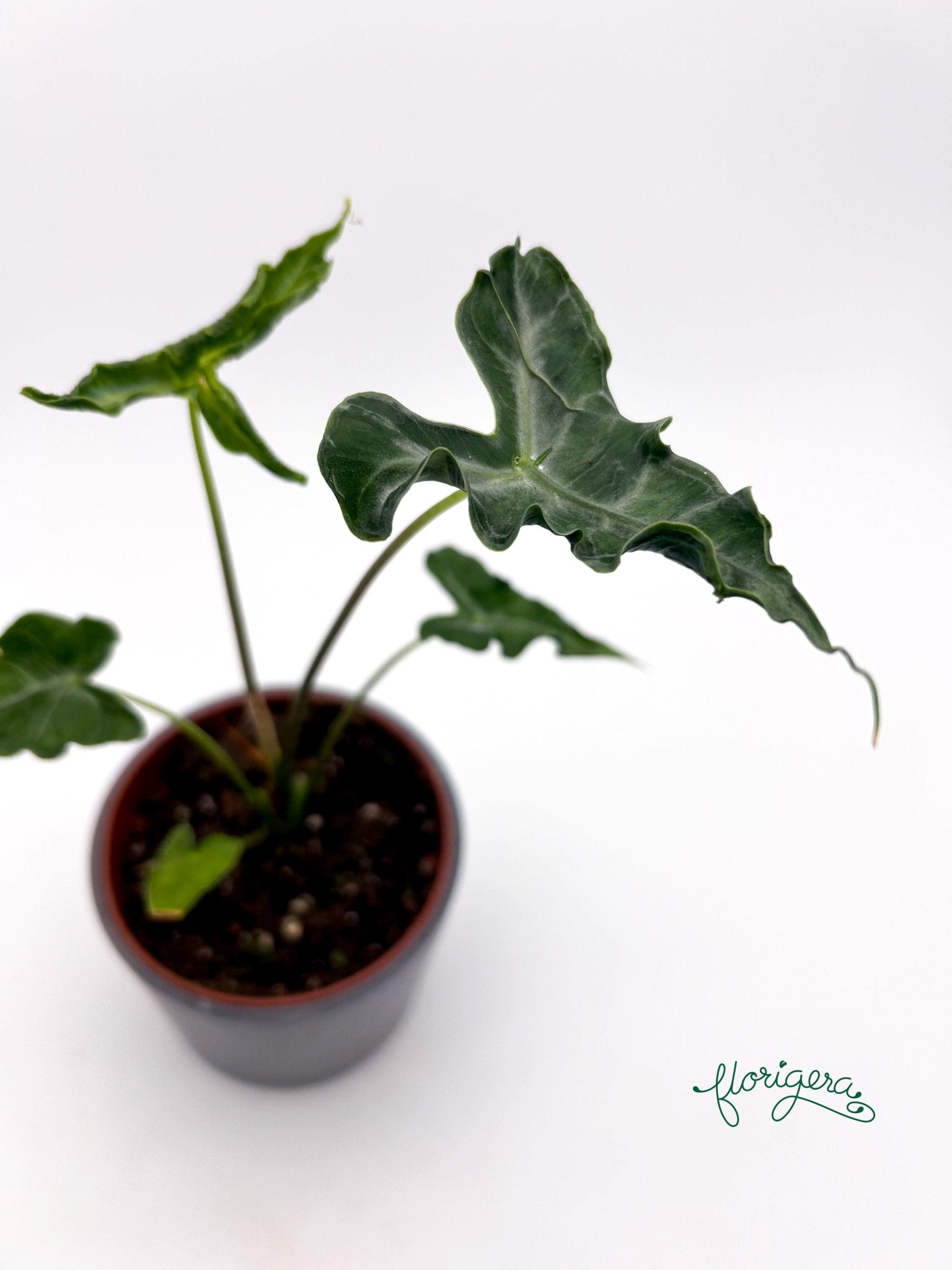 Alocasia Teletubbies - Florigera