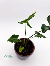 Alocasia Teletubbies - Florigera