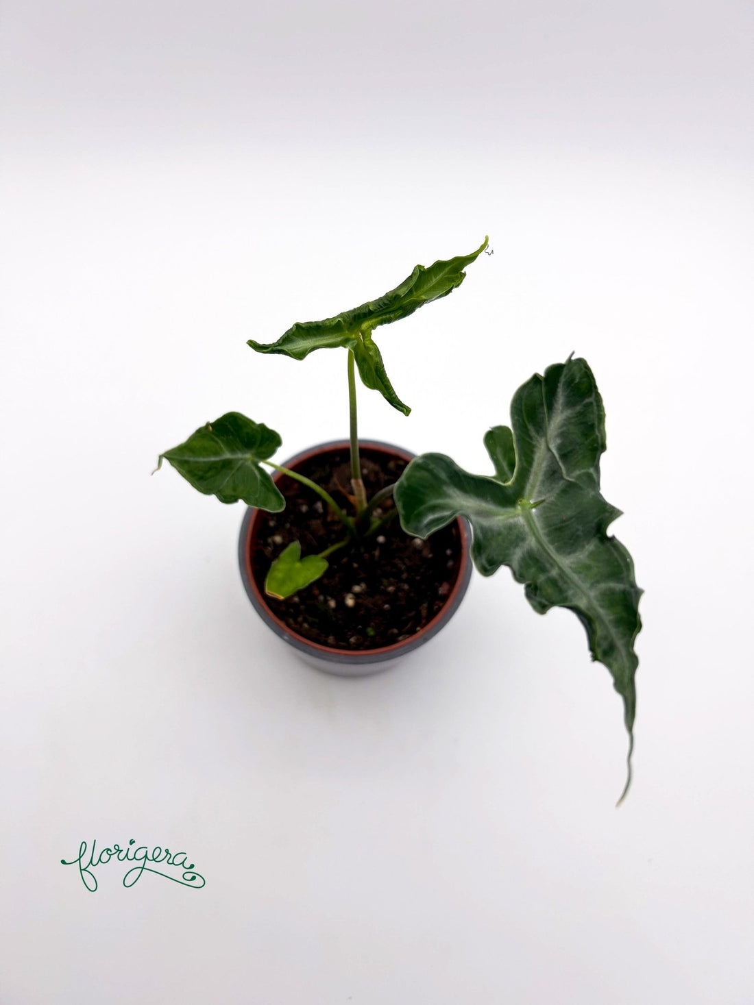 Alocasia Teletubbies - Florigera