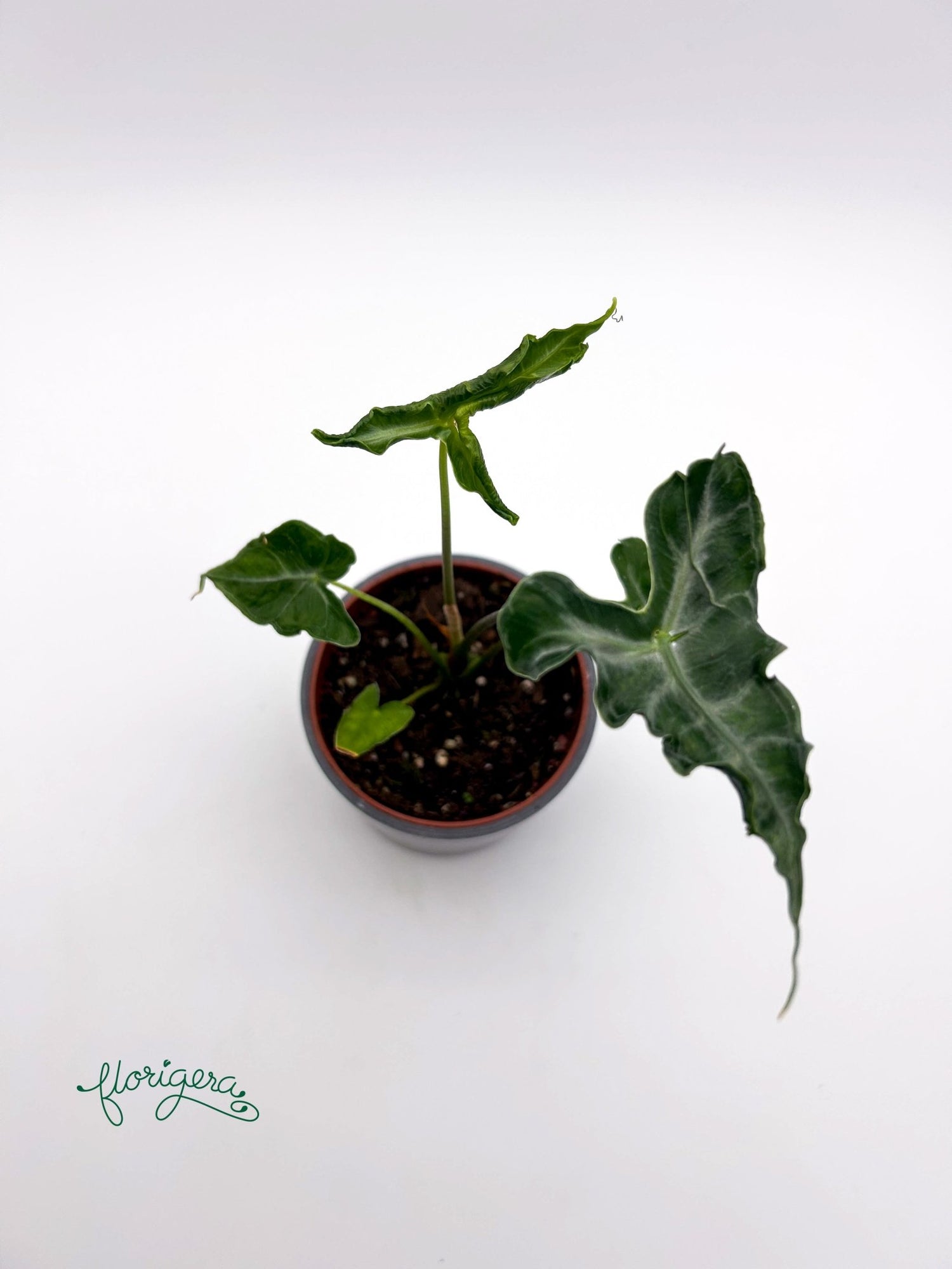 Alocasia Teletubbies - Florigera