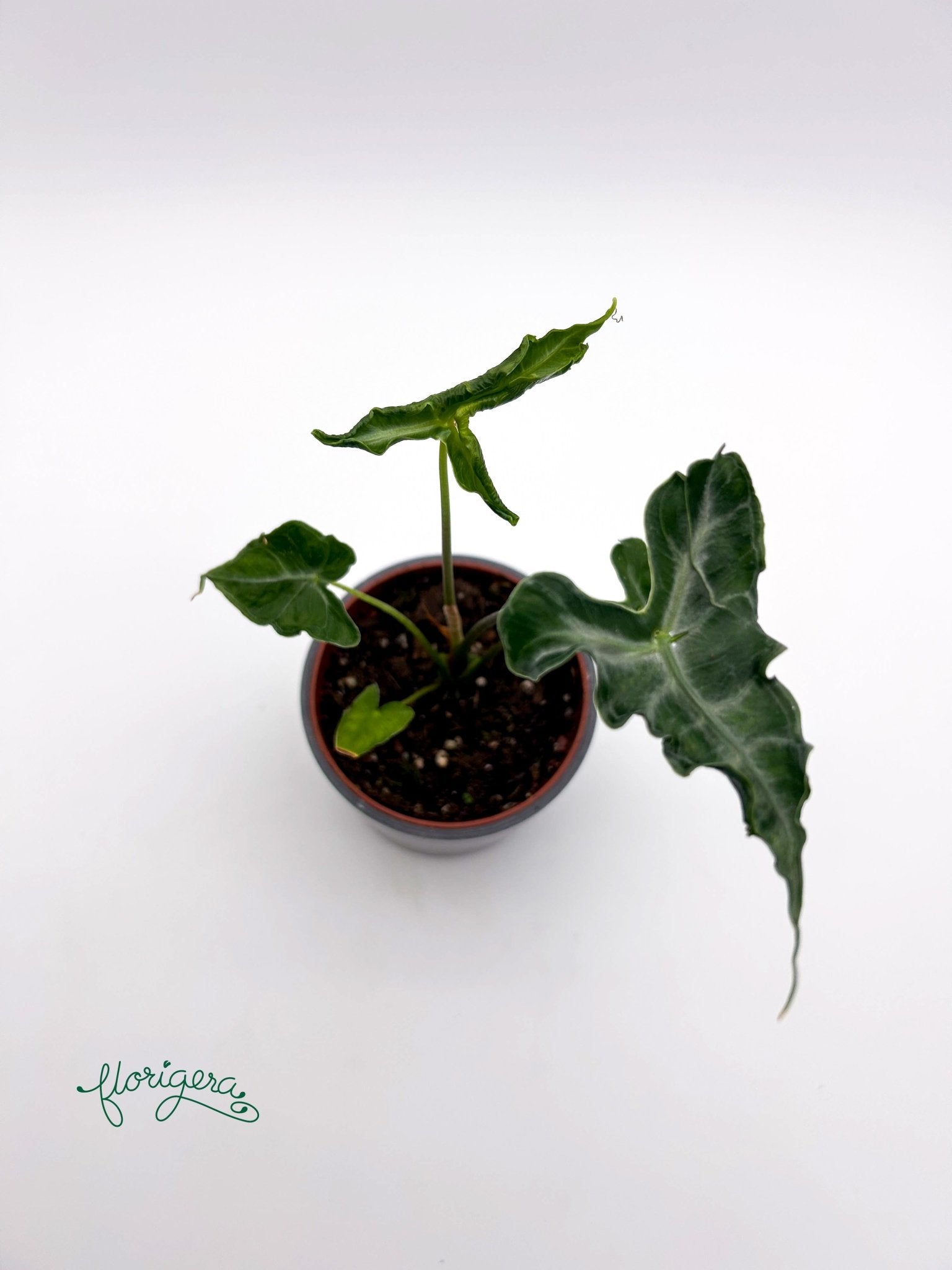 Alocasia Teletubbies - Florigera