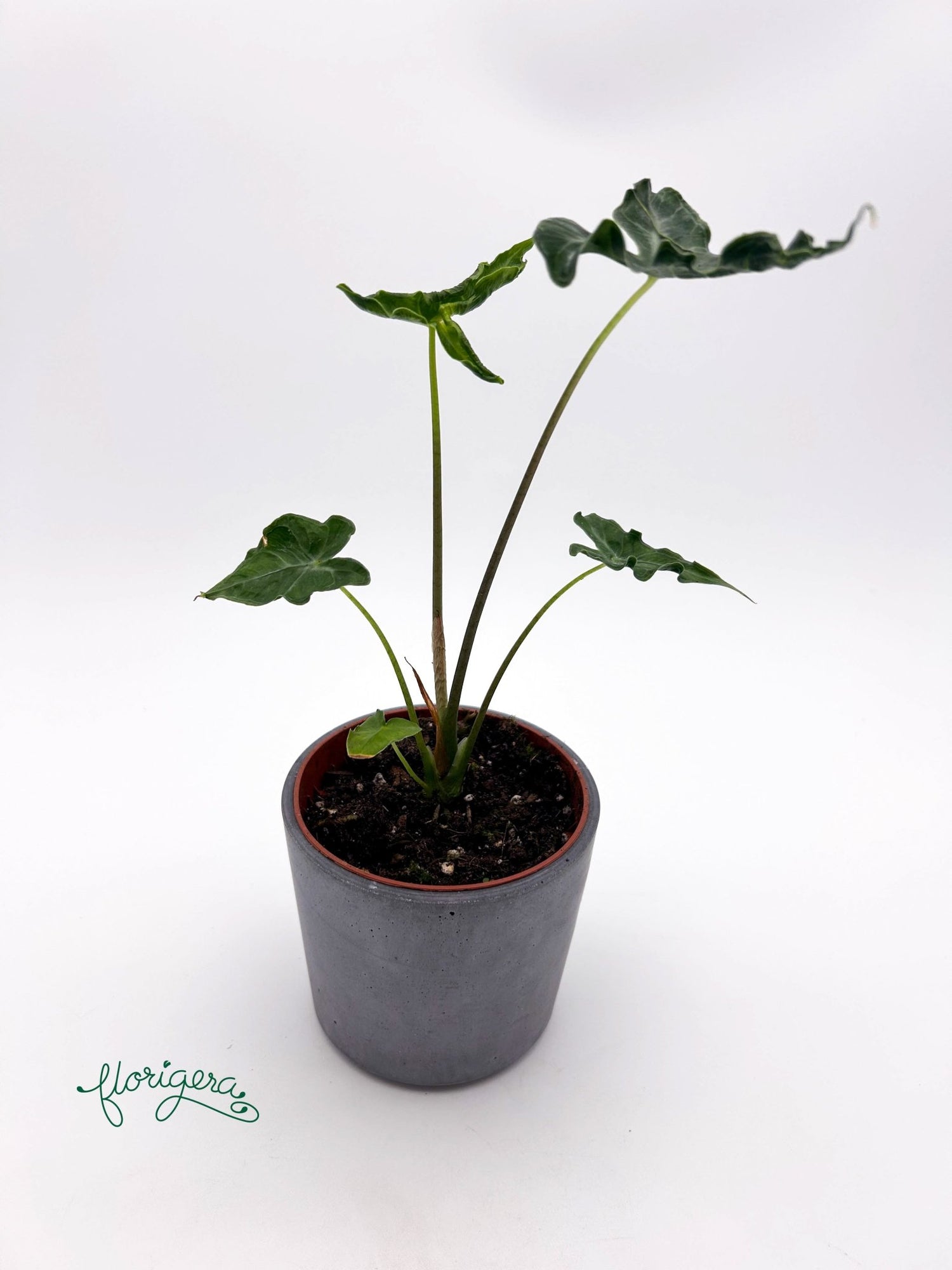 Alocasia Teletubbies - Florigera