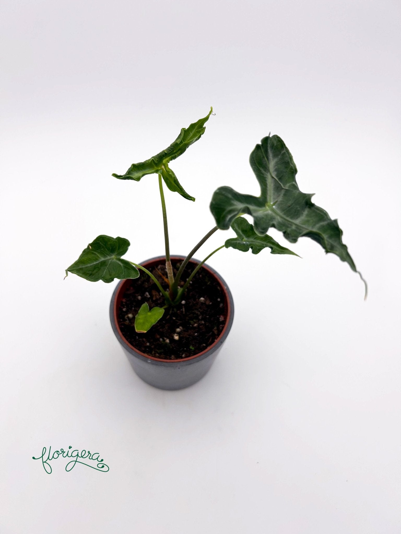 Alocasia Teletubbies - Florigera