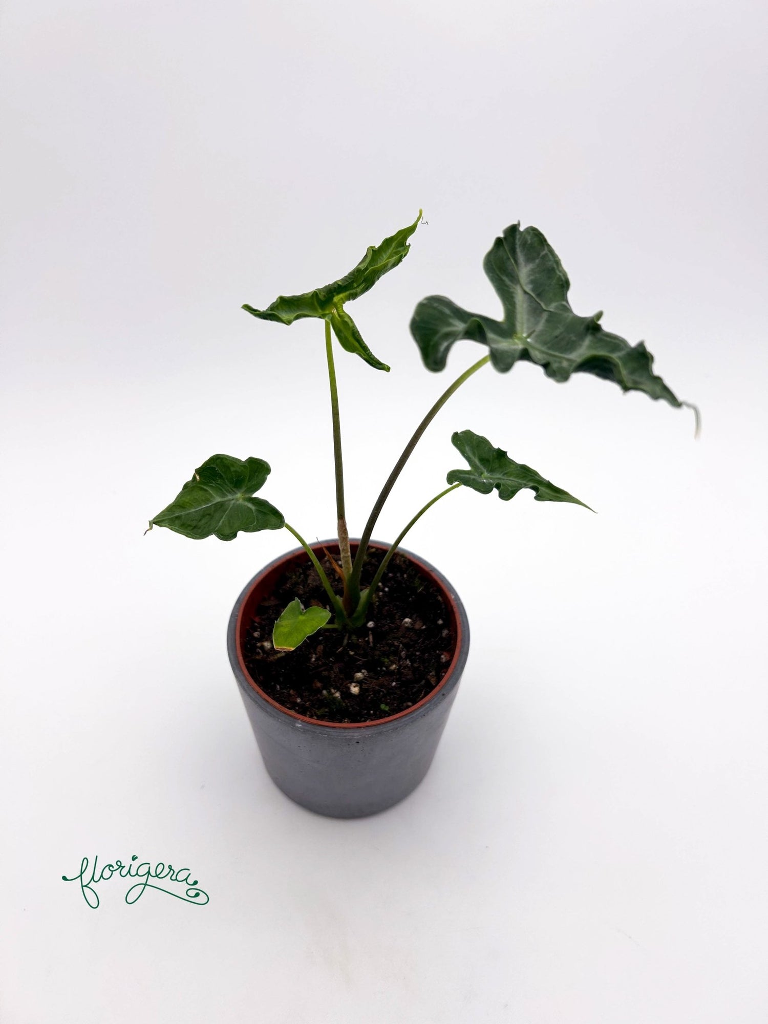 Alocasia Teletubbies - Florigera