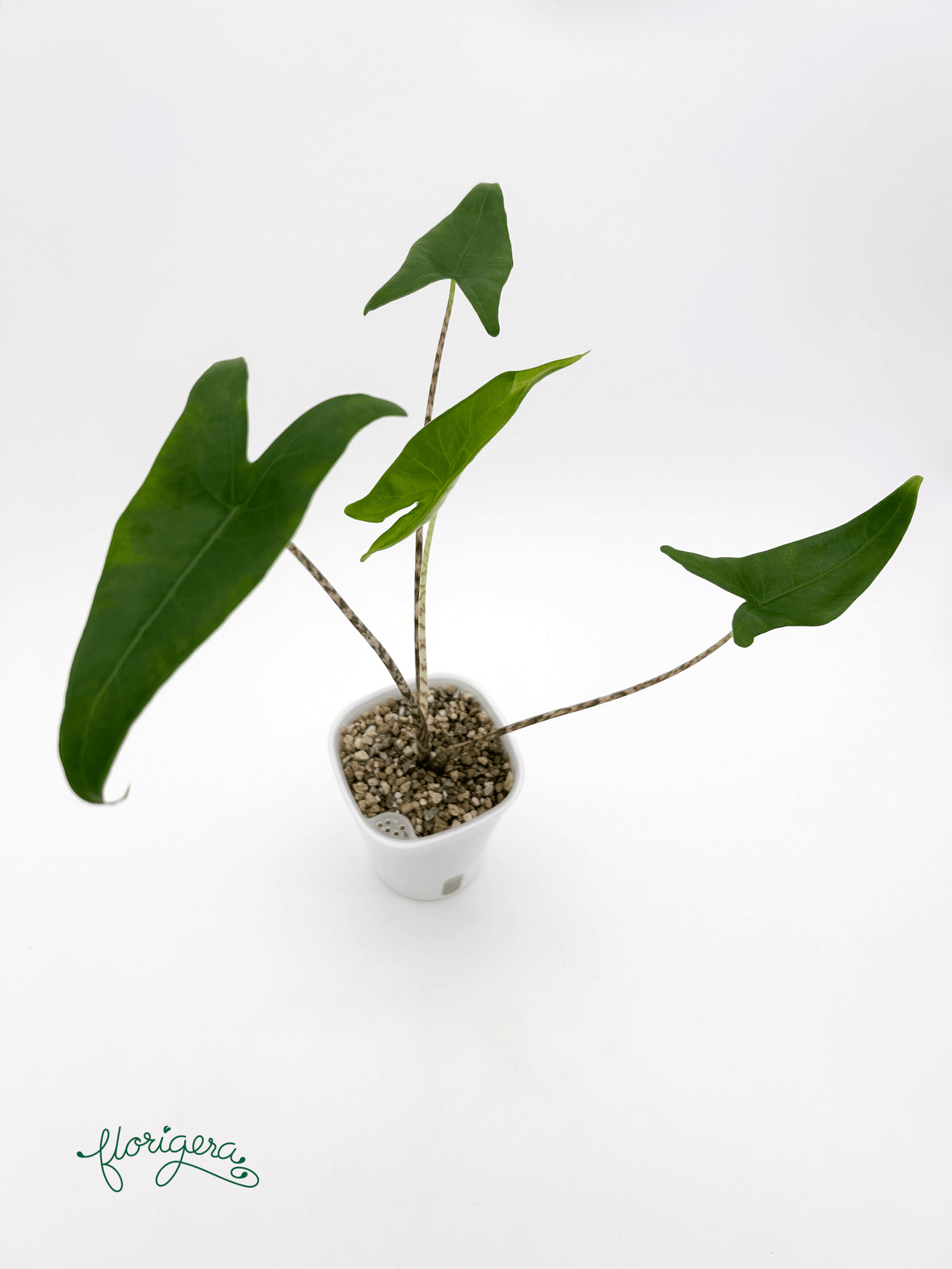 Alocasia zebrina - Florigera