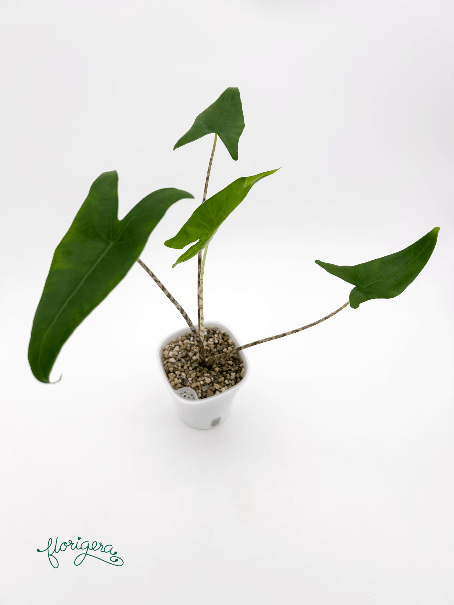 Alocasia zebrina - Florigera