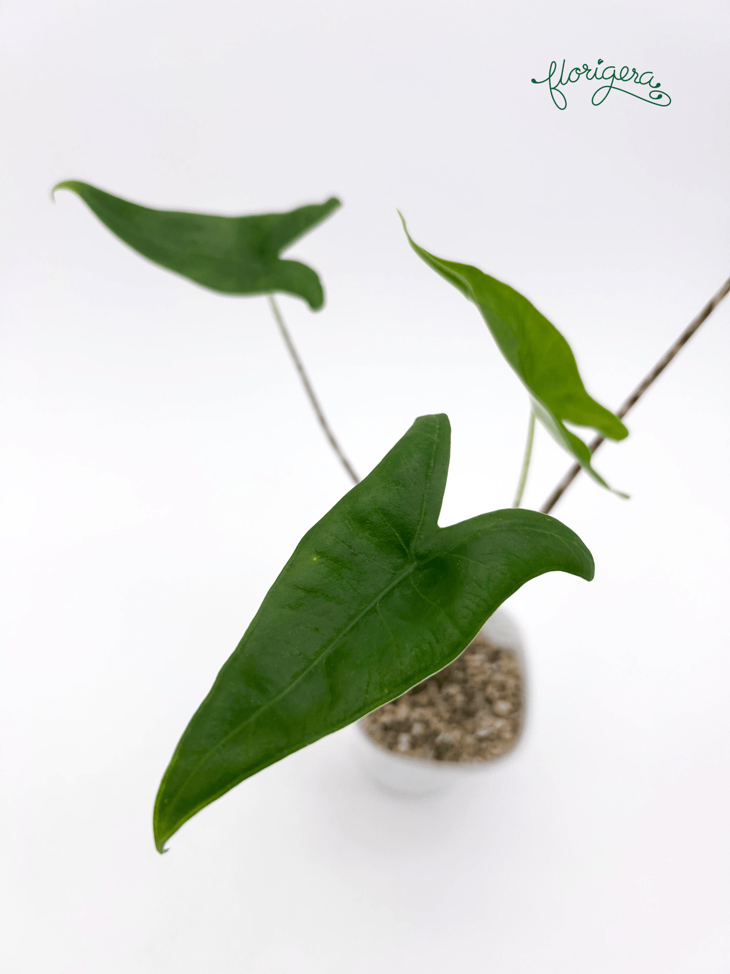 Alocasia zebrina - Florigera