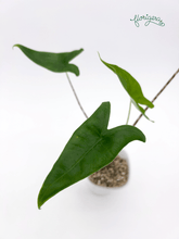 Alocasia zebrina - Florigera