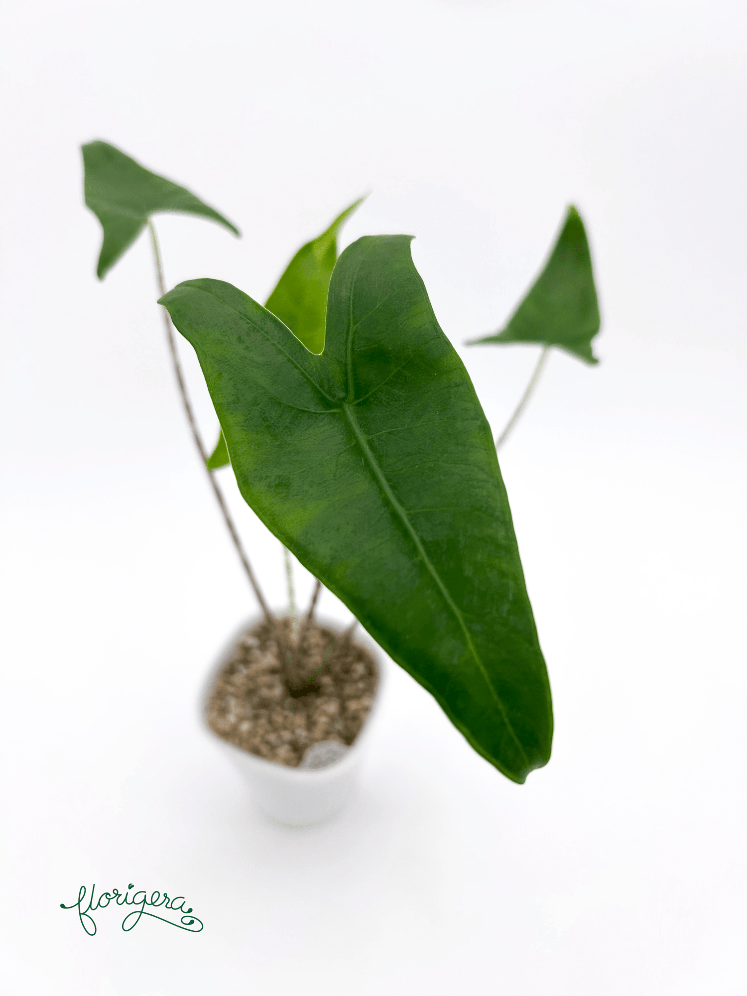 Alocasia zebrina - Florigera