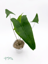 Alocasia zebrina - Florigera