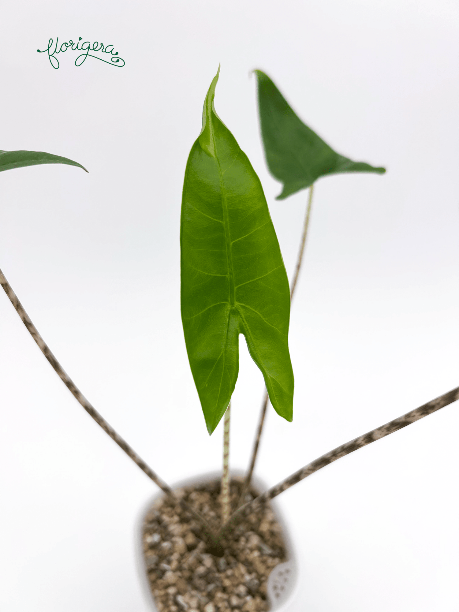 Alocasia zebrina - Florigera