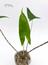 Alocasia zebrina - Florigera