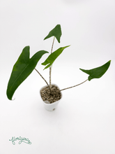 Alocasia zebrina - Florigera