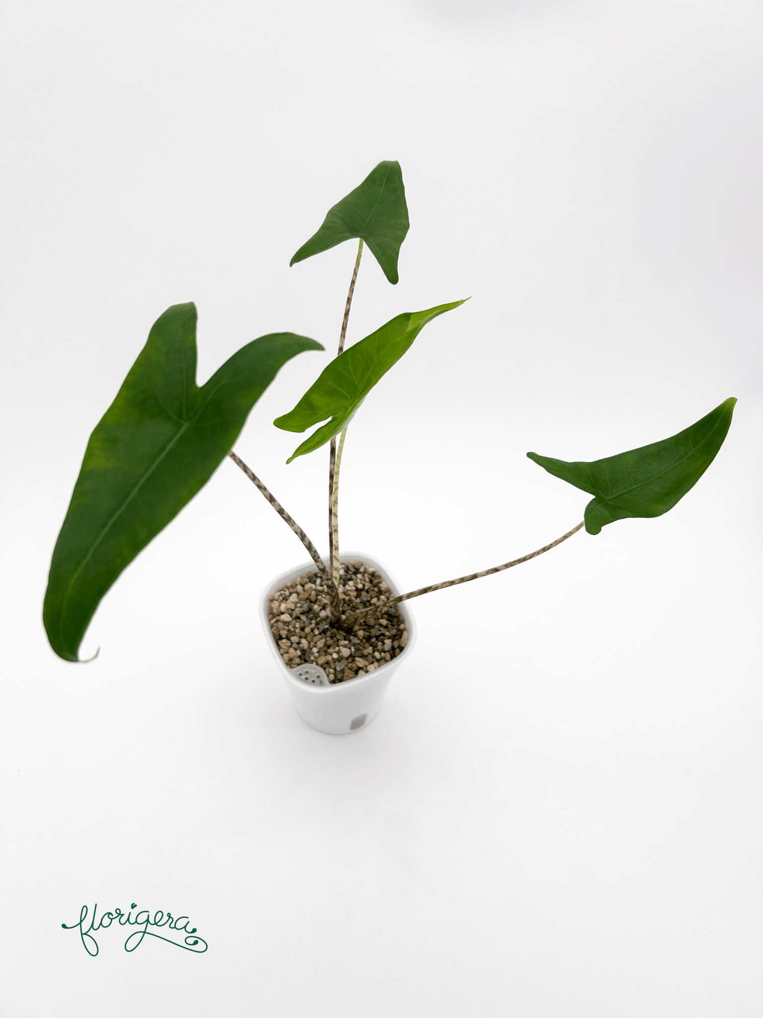 Alocasia zebrina - Florigera