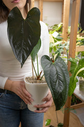 Anthurium &