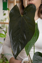 Anthurium &