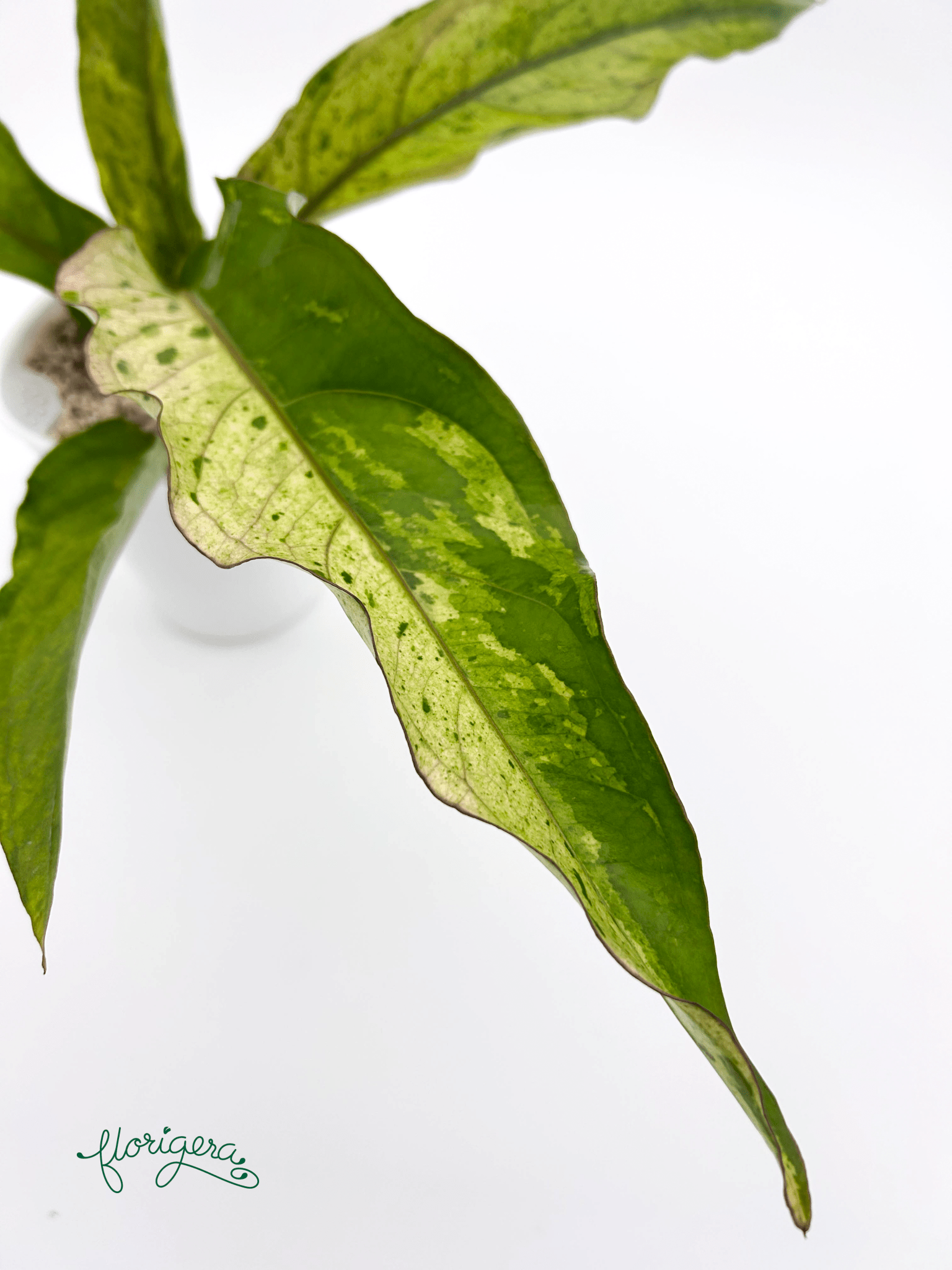 Anthurium ‘Renaissance Variegata’ - Florigera