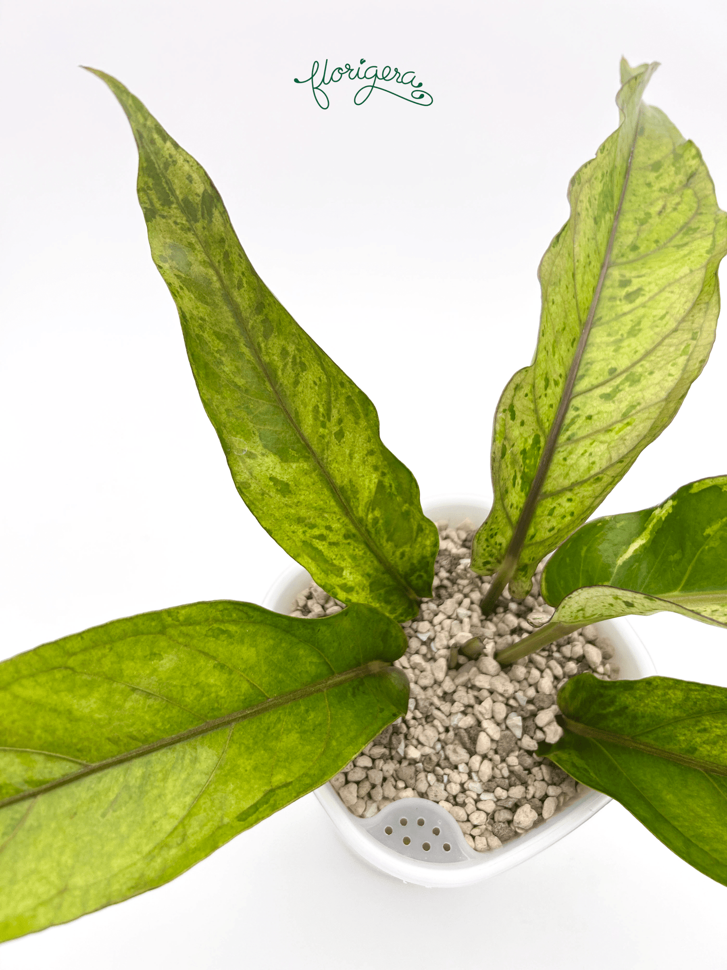 Anthurium ‘Renaissance Variegata’ - Florigera