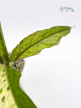 Anthurium ‘Renaissance Variegata’ - Florigera