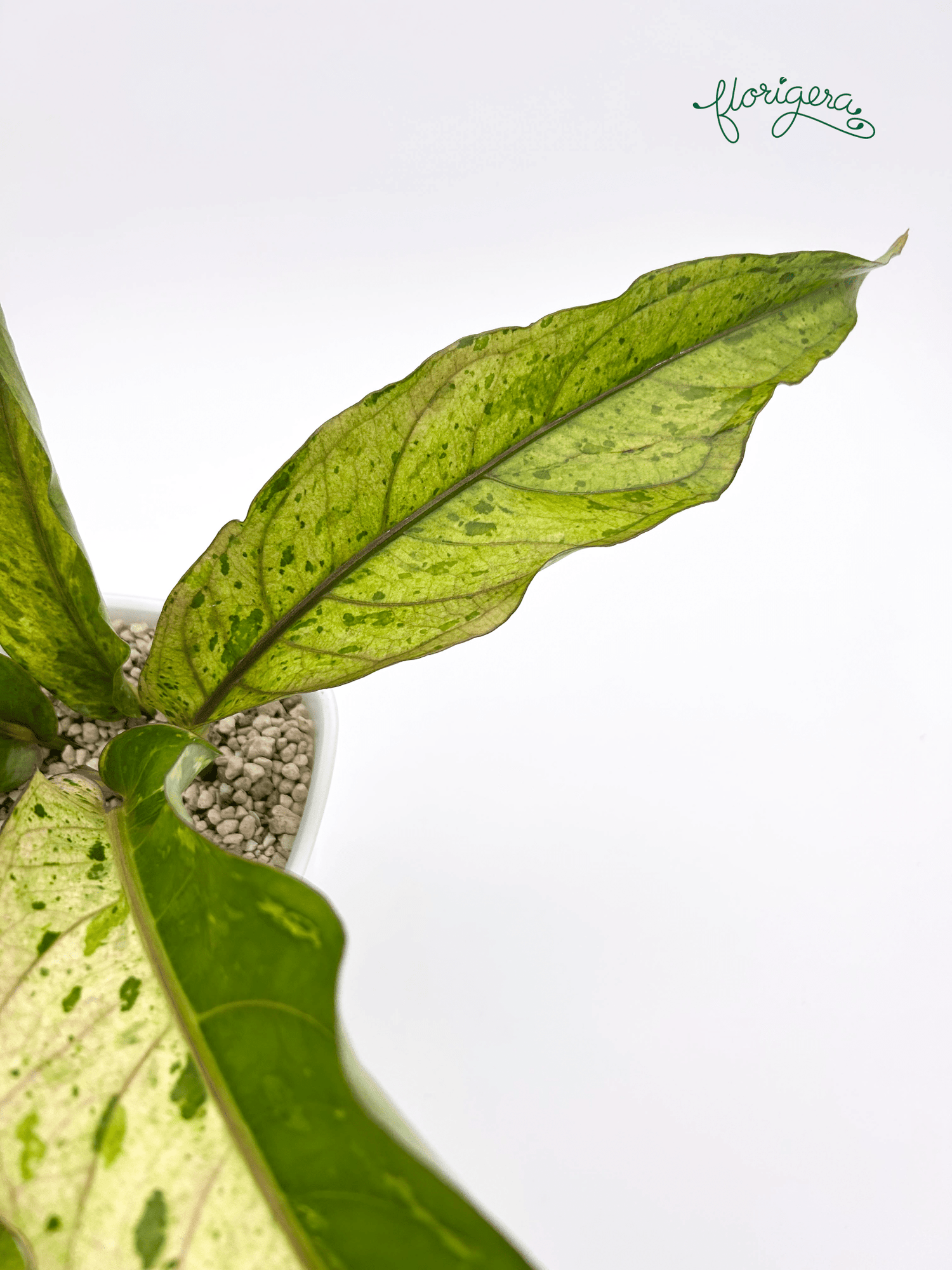 Anthurium ‘Renaissance Variegata’ - Florigera