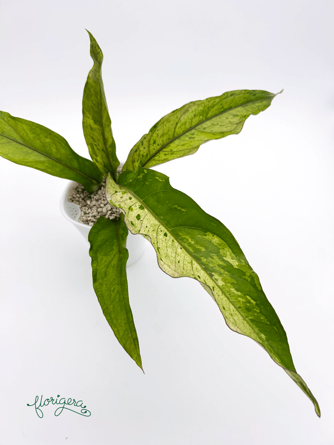 Anthurium ‘Renaissance Variegata’ - Florigera