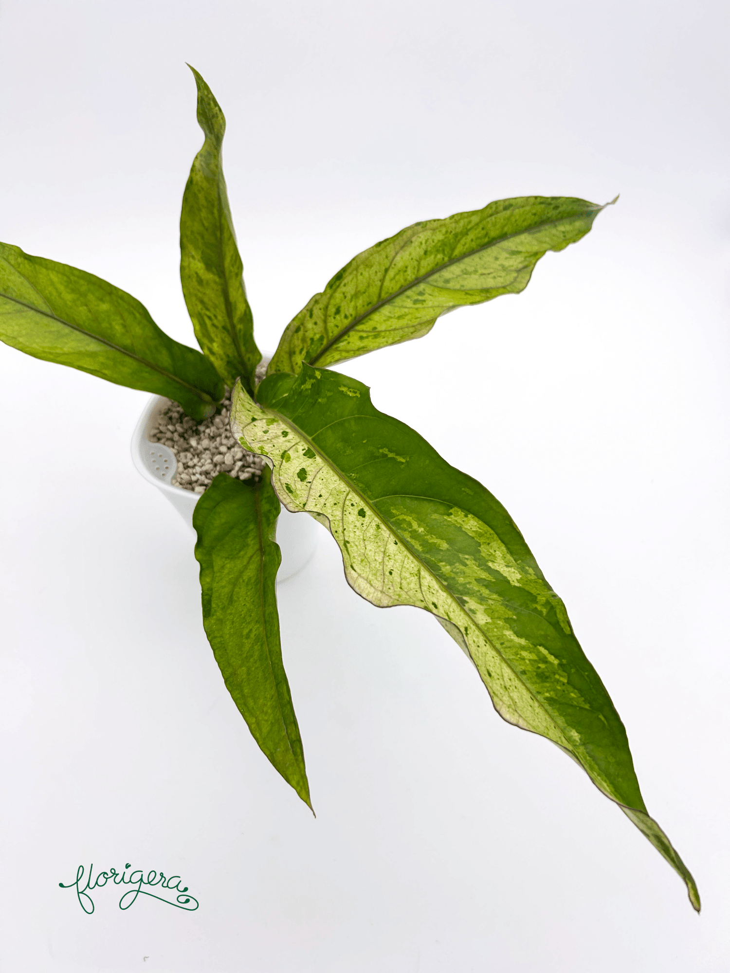 Anthurium ‘Renaissance Variegata’ - Florigera