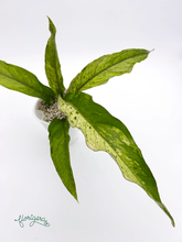 Anthurium ‘Renaissance Variegata’ - Florigera