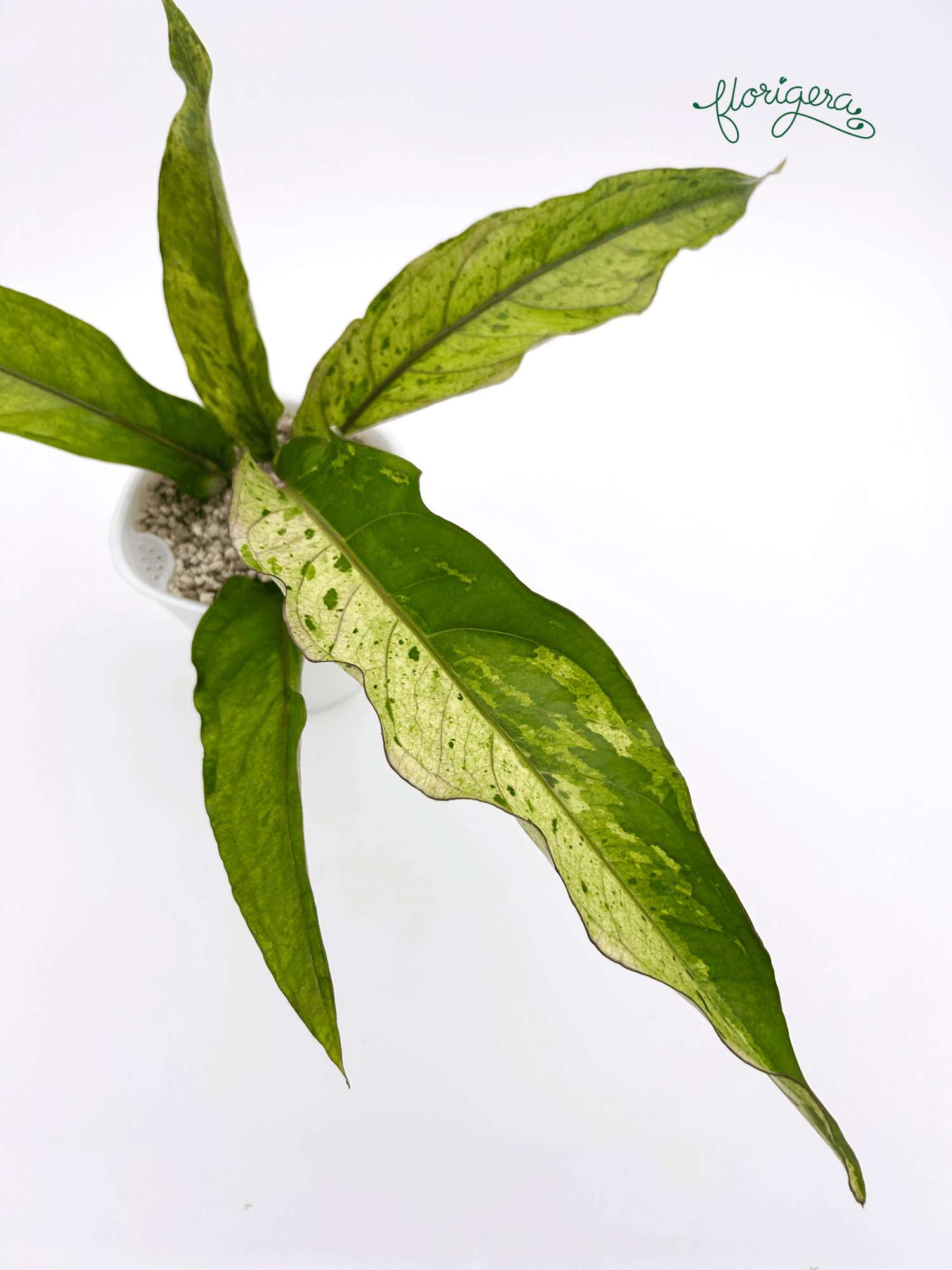 Anthurium ‘Renaissance Variegata’ - Florigera