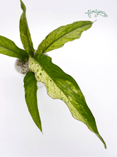 Anthurium ‘Renaissance Variegata’ - Florigera