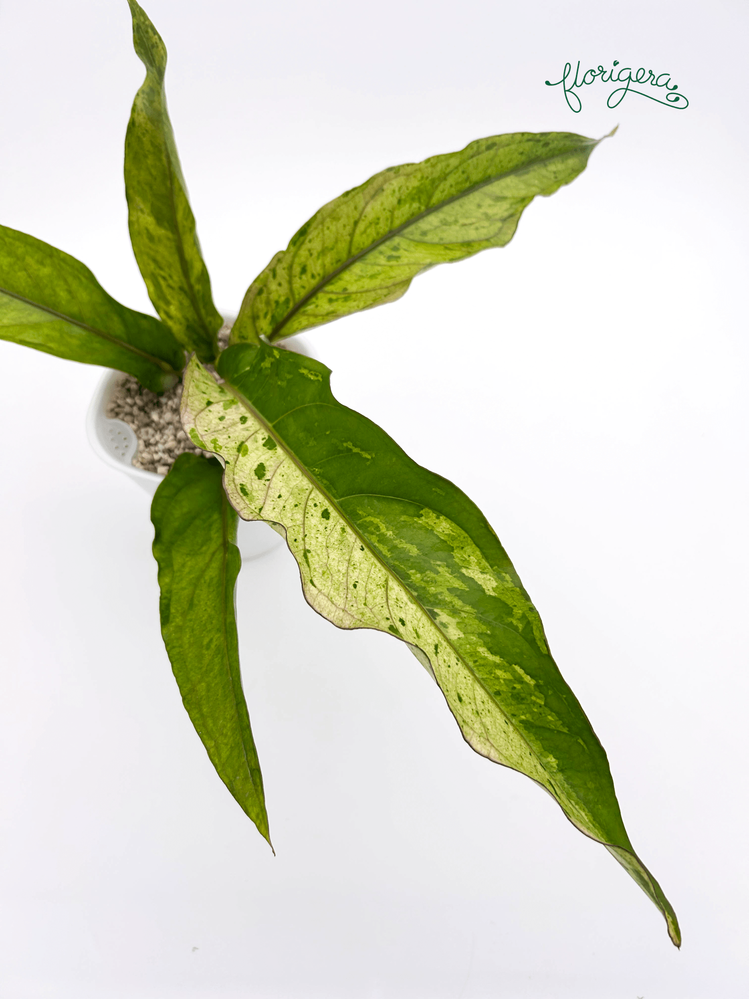 Anthurium ‘Renaissance Variegata’ - Florigera