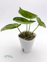 Anthurium Silver Hope 2 - Florigera