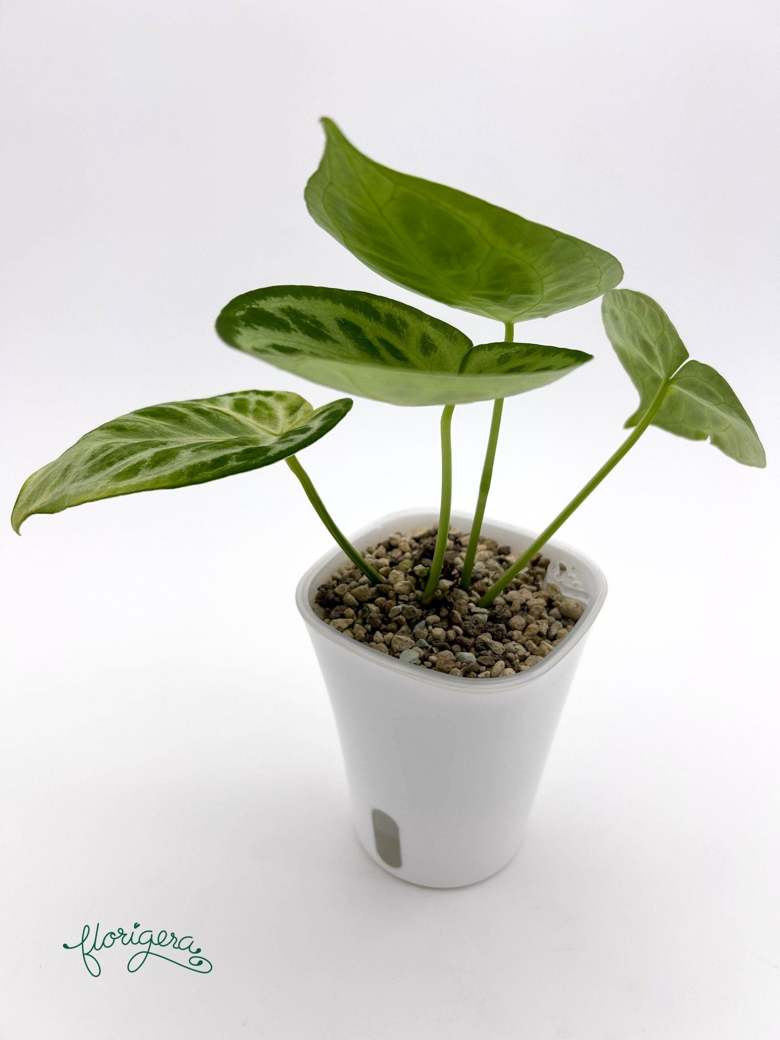 Anthurium Silver Hope 2 - Florigera