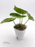 Anthurium Silver Hope 2 - Florigera