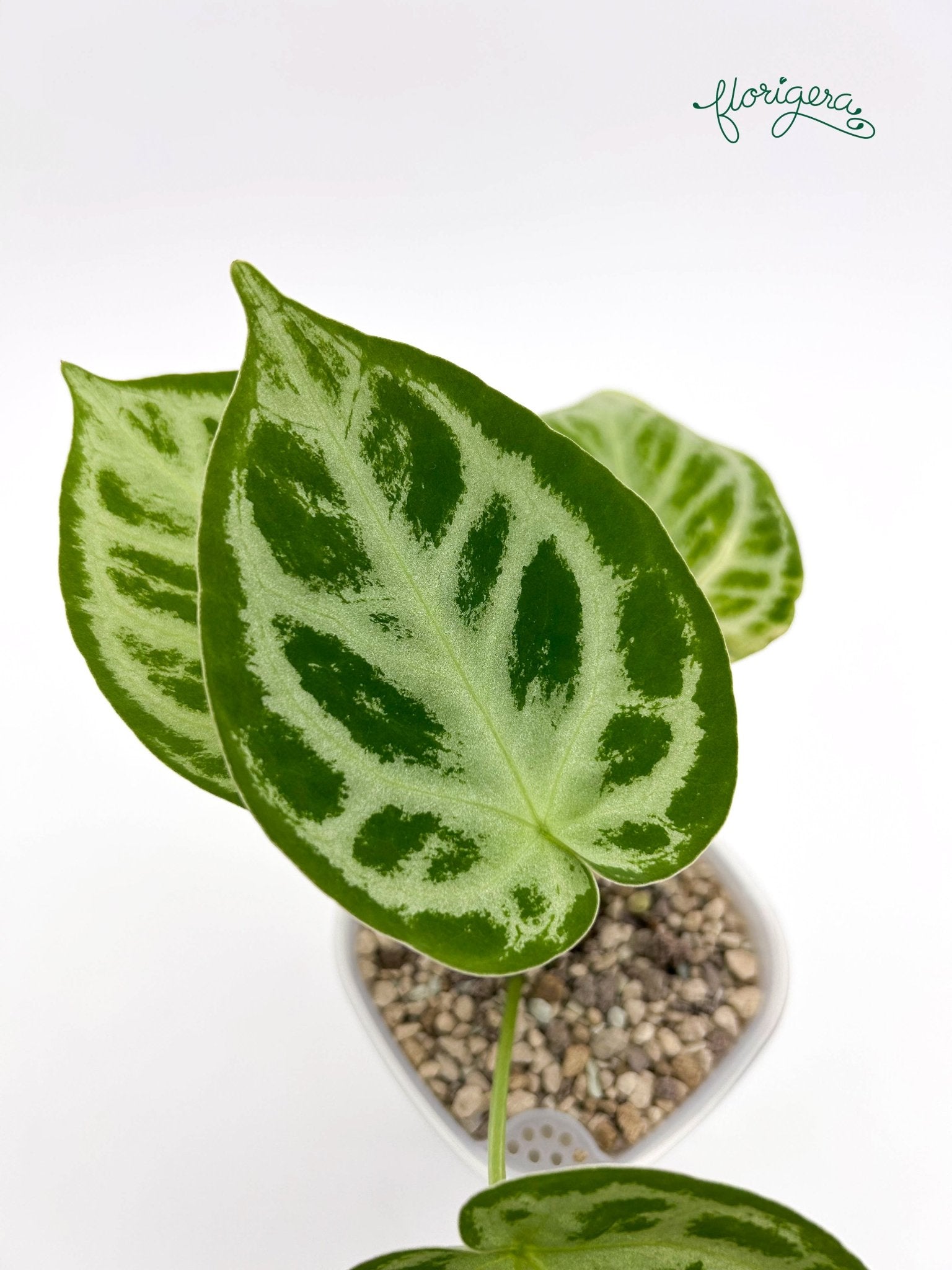 Anthurium Silver Hope 2 - Florigera