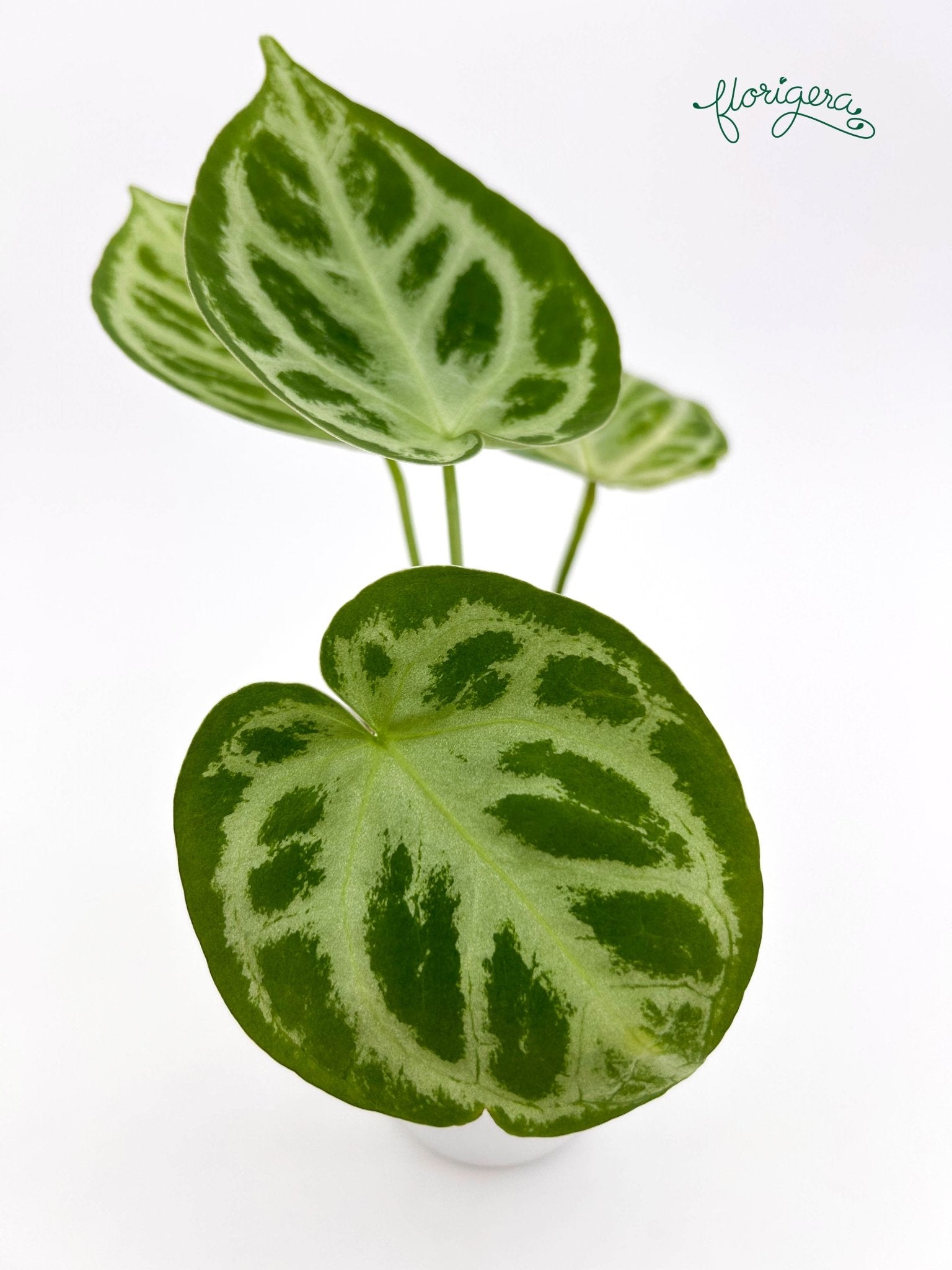 Anthurium Silver Hope 2 - Florigera