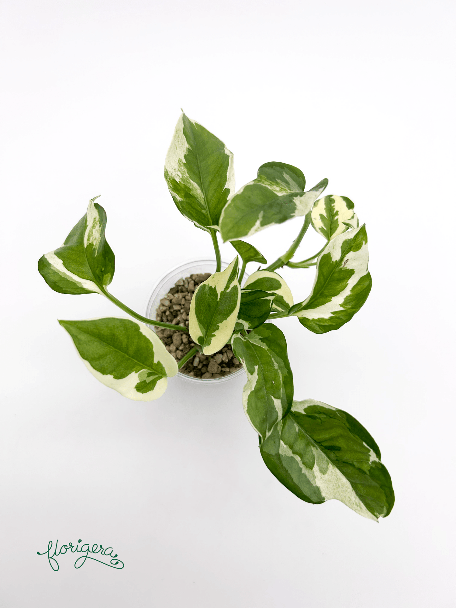 Epipremnum aureum ‘N’Joy’ - Florigera