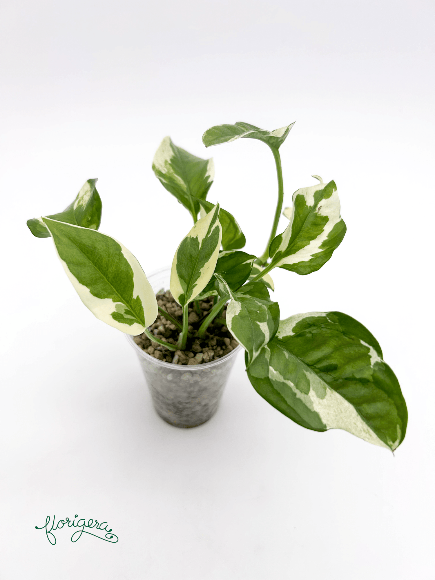 Epipremnum aureum ‘N’Joy’ - Florigera