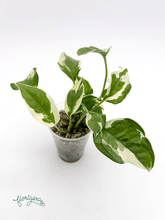 Epipremnum aureum ‘N’Joy’ - Florigera