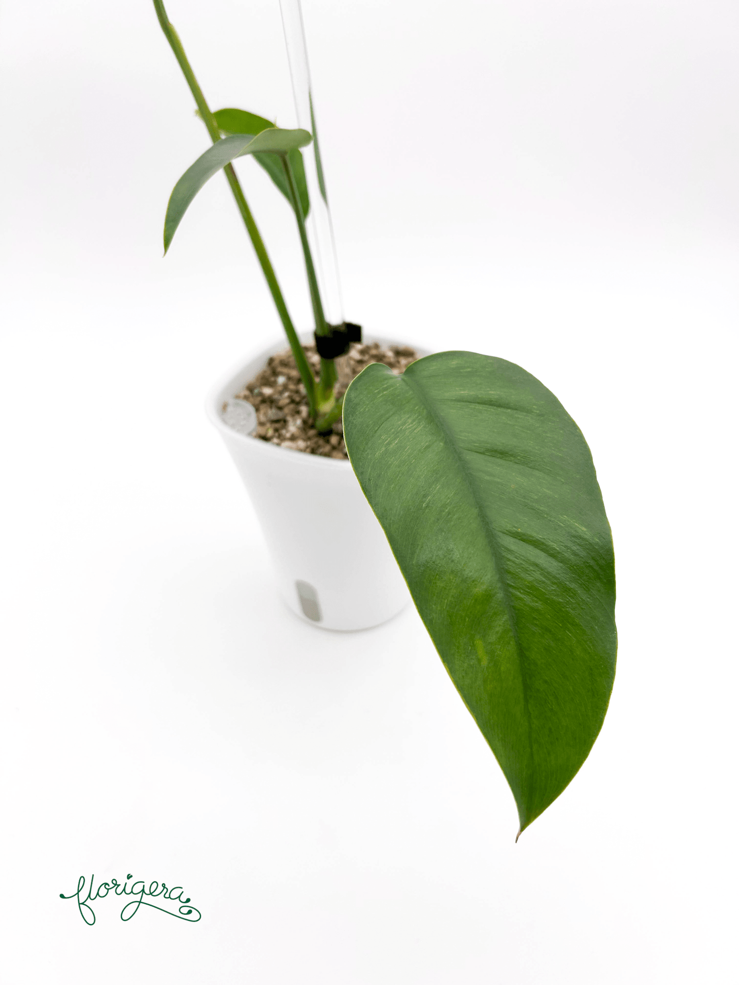 Epipremnum giganteum Mint - Florigera