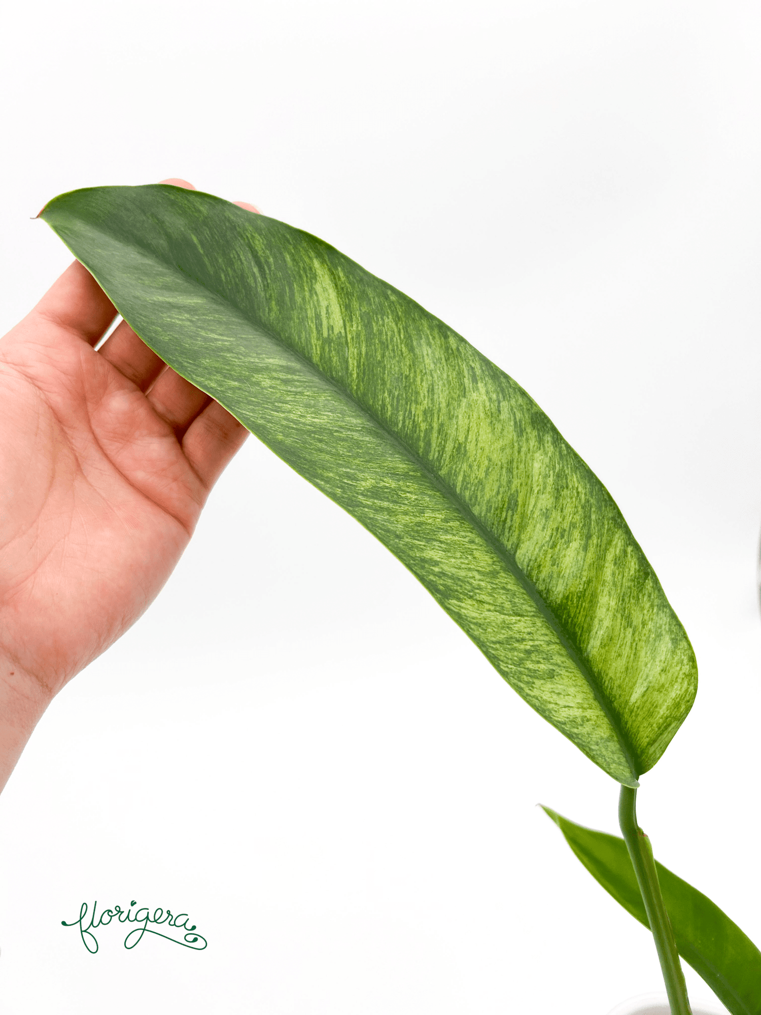 Epipremnum giganteum Mint - Florigera