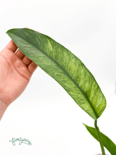 Epipremnum giganteum Mint - Florigera