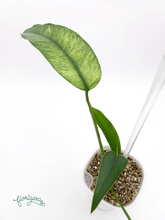 Epipremnum giganteum Mint - Florigera