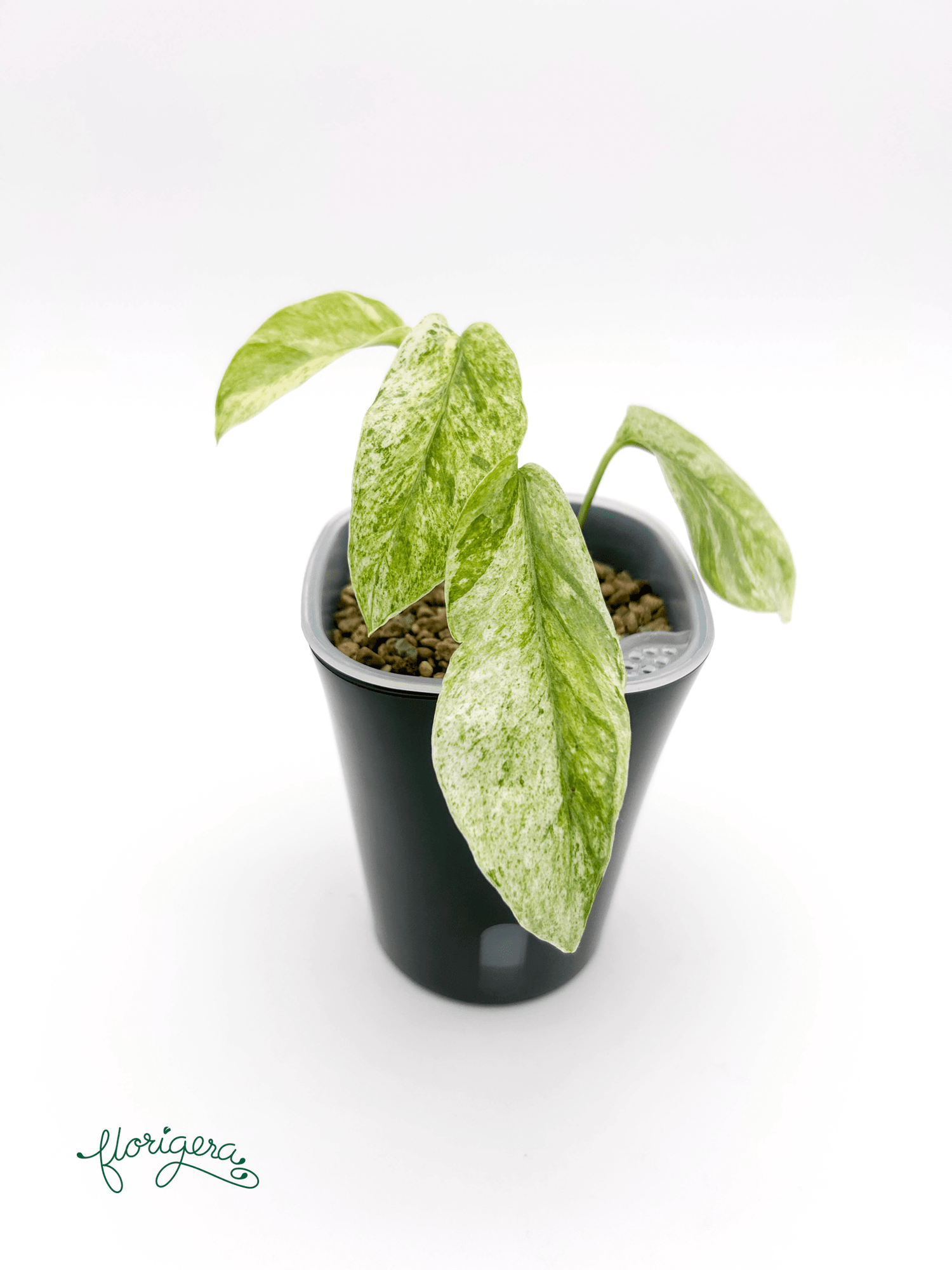 Epipremnum Hanoman sp. Bali - Florigera