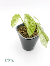 Epipremnum Hanoman sp. Bali - Florigera