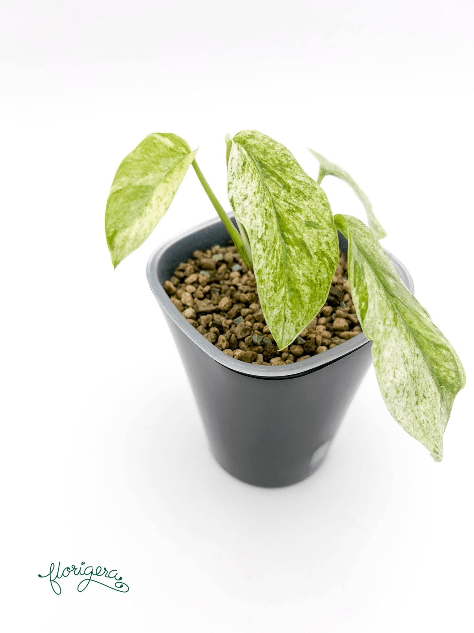 Epipremnum Hanoman sp. Bali - Florigera