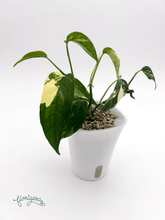 Epipremnum pinnatum ‘Albo - Variegata’ 2 - Florigera