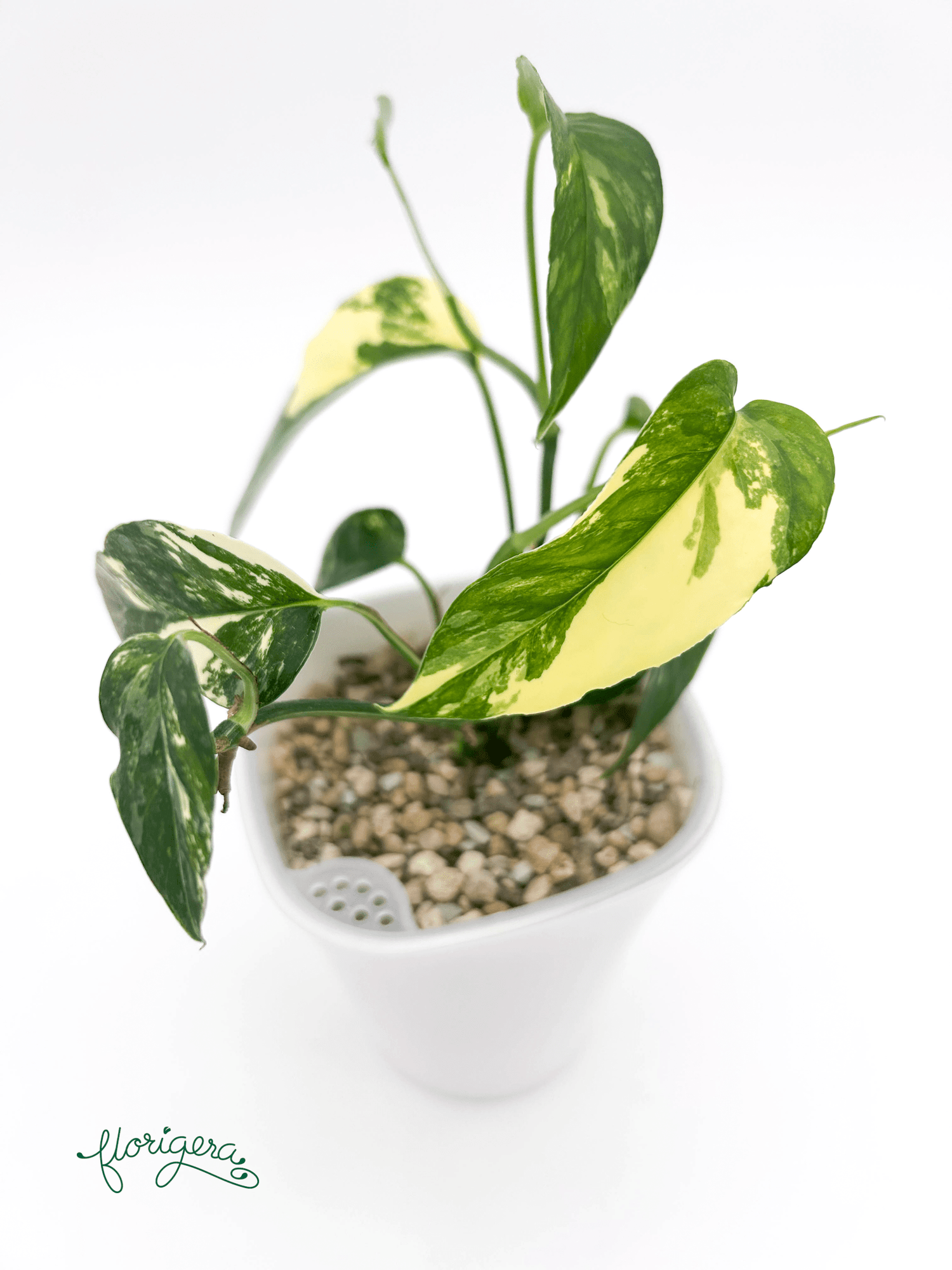 Epipremnum pinnatum ‘Albo - Variegata’ 2 - Florigera