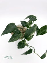 Epipremnum pinnatum ‘Albo - Variegata’ 3 - Florigera