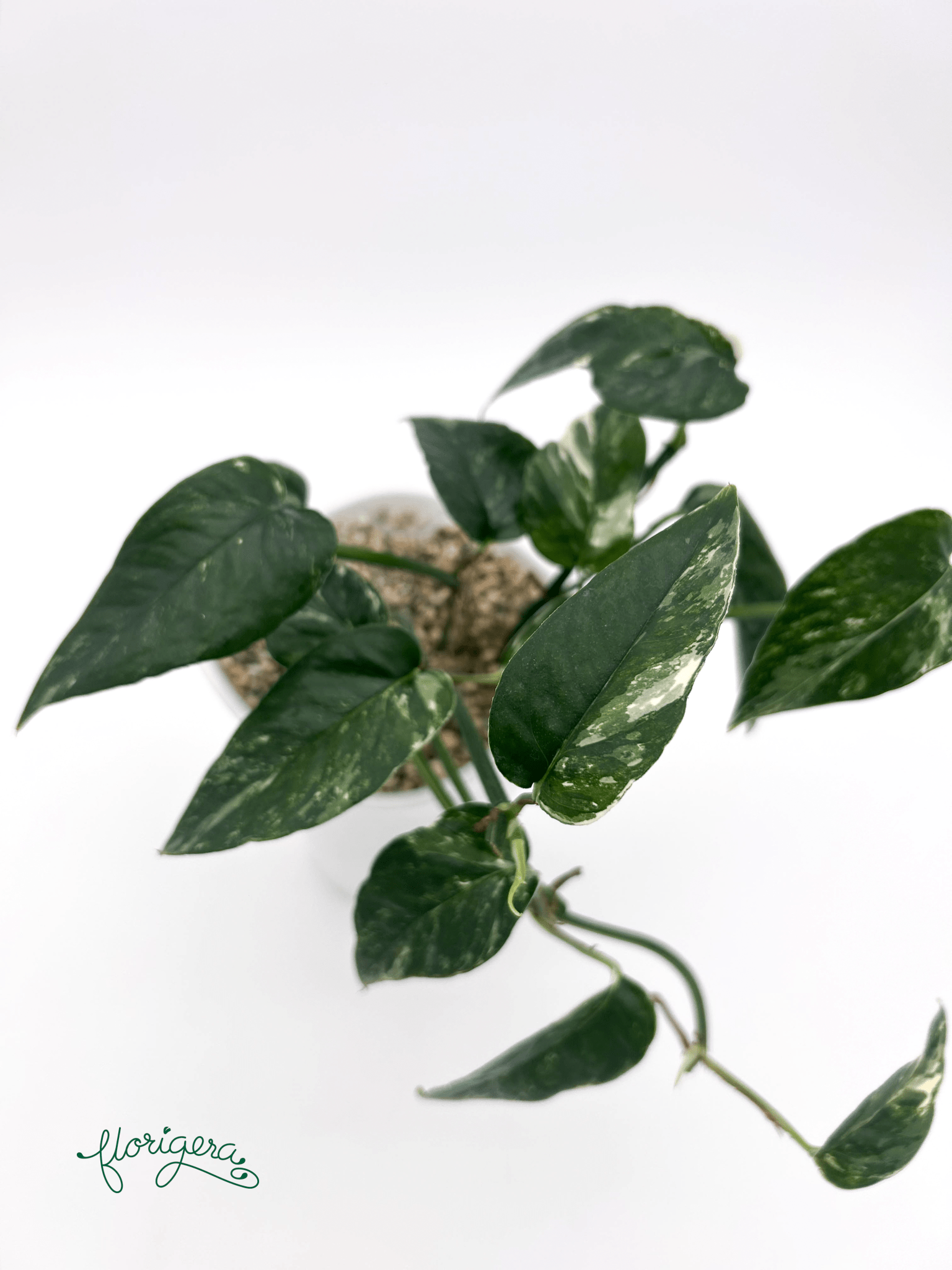 Epipremnum pinnatum ‘Albo - Variegata’ 3 - Florigera